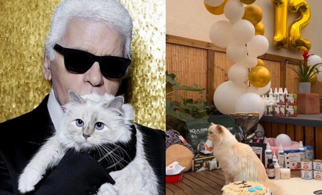 جشن تولد پولداترین گربه جهان سوژه شد