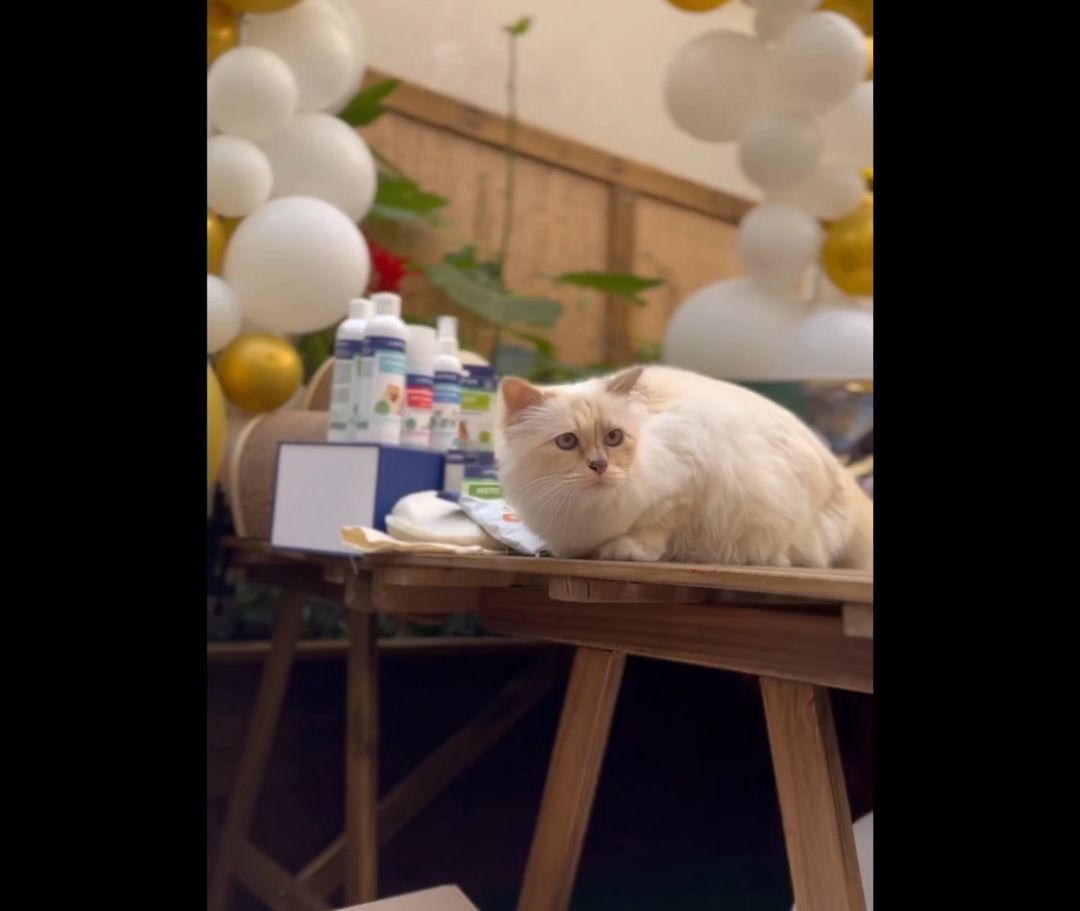 جشن تولد پولداترین گربه جهان سوژه شد