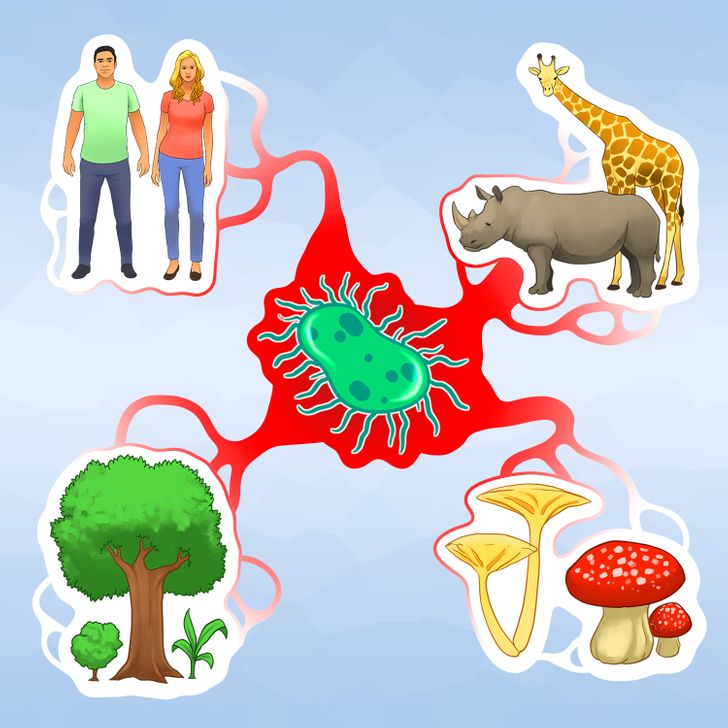 انسان ها، حیوانات و گیاهان همگی از یک میکرو نیای مشترک به وجود آمده اند