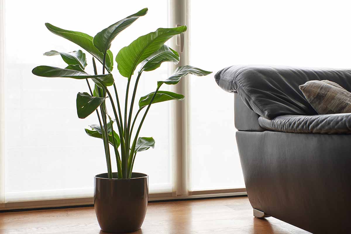 8 گیاه برای لوکس نشان دادن آپارتمان ها