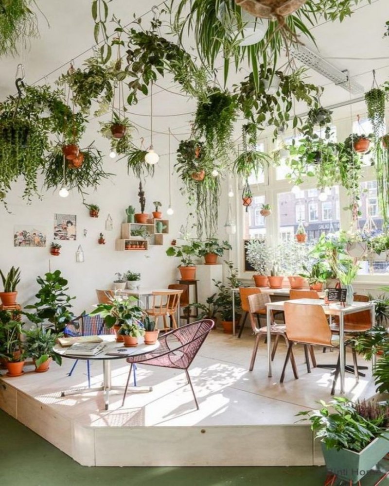 بهترین گیاهان آپارتمانی برای دیزاین خانه
