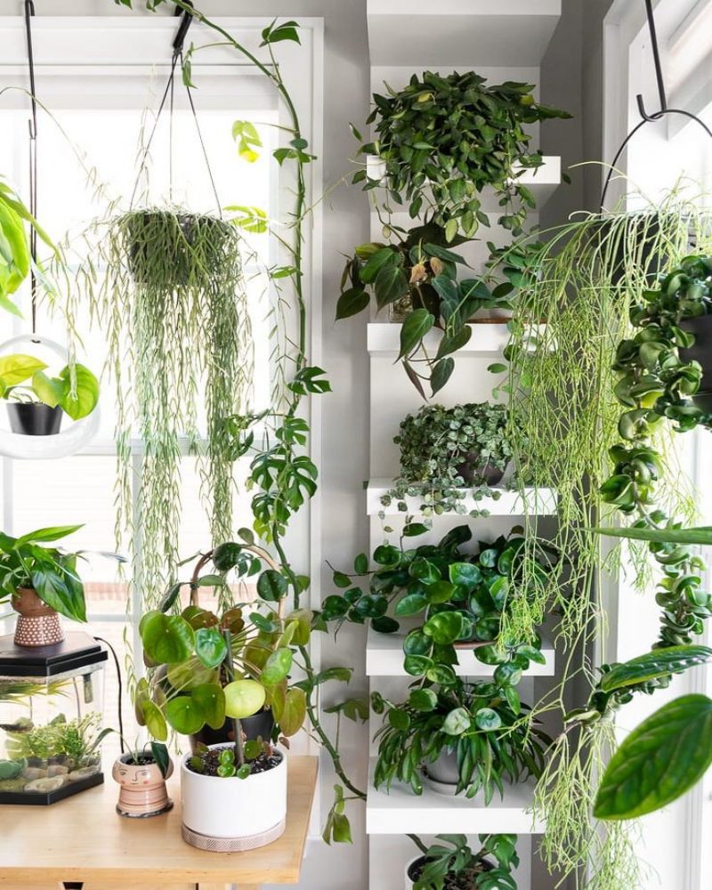 جذابیت و زیبایی خانه با گیاهان لاکچری