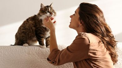 ترس از گربه‌ها می‌تواند باعث محدودیت‌هایی در زندگی روزمره شما شود